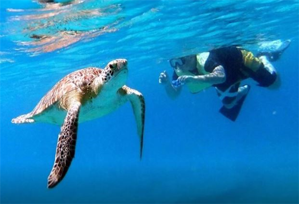 nager avec les tortues en famille au mexique