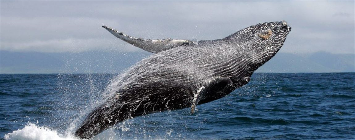 saut d'une baleine grise à ensenada au mexique