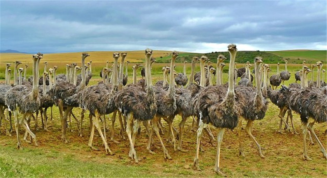 faune sauvage en afrique du sud