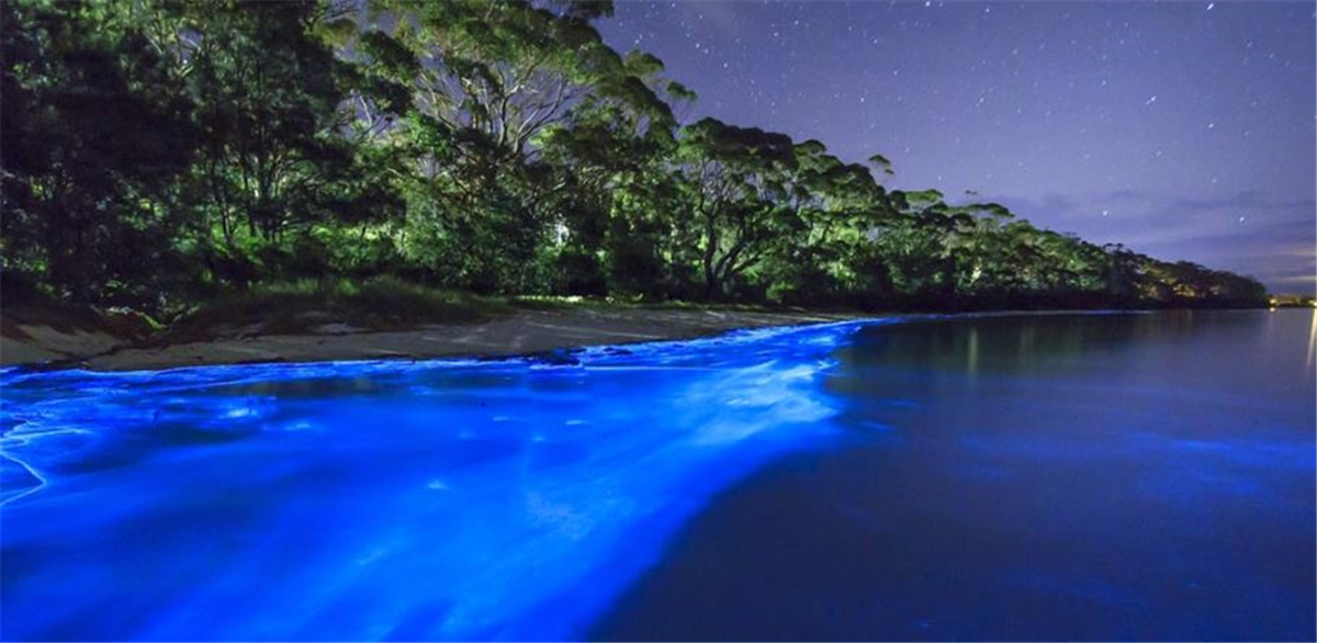 vague sur la plage des caraïbes avec du plancton bioluminescent