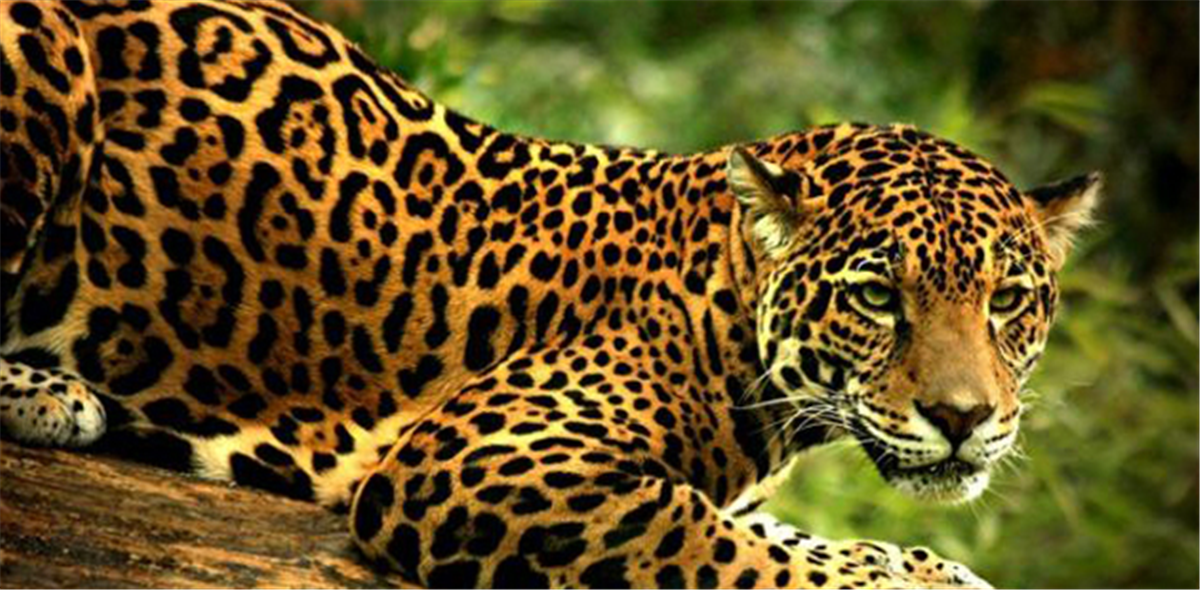 Jaguar au Mexique