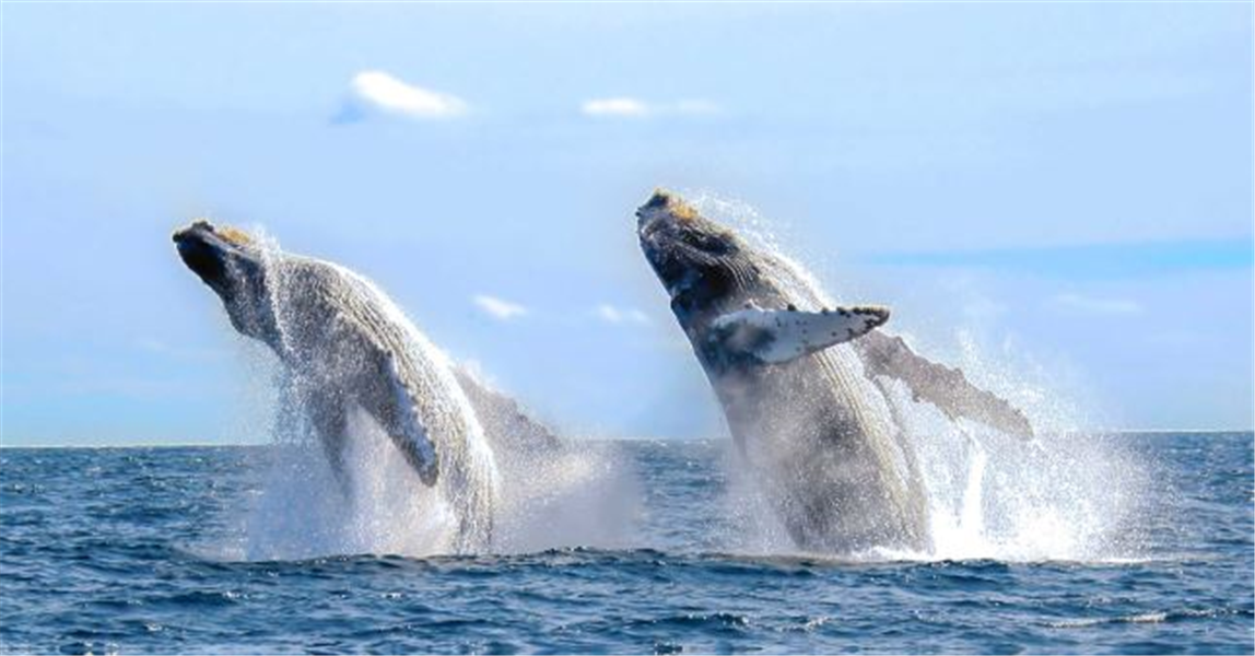 baleines todos santos