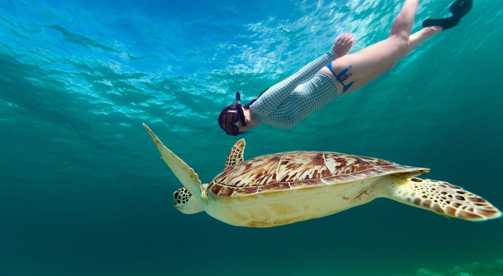 rencontre avec les tortues pendant un circuit au Mexique