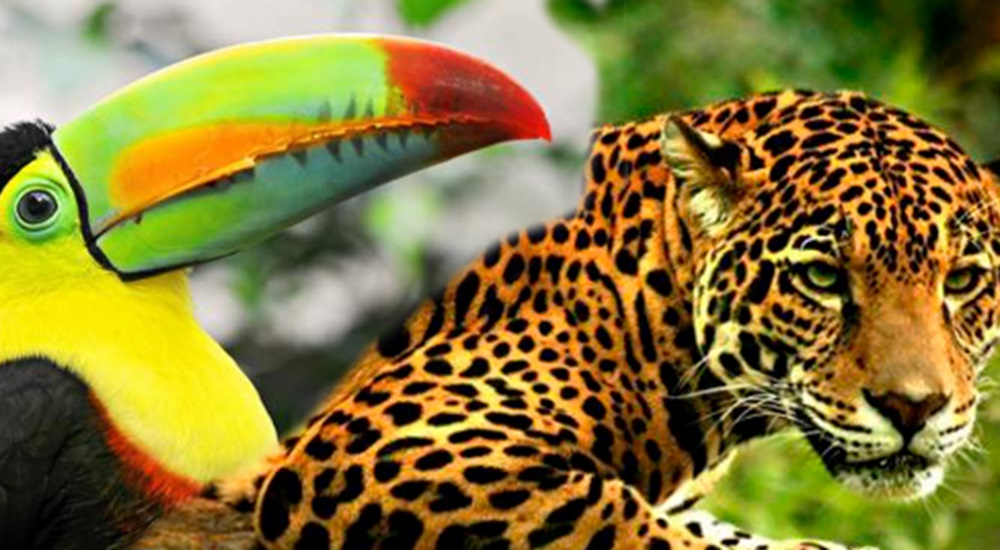 toucans et jaguars au mexique