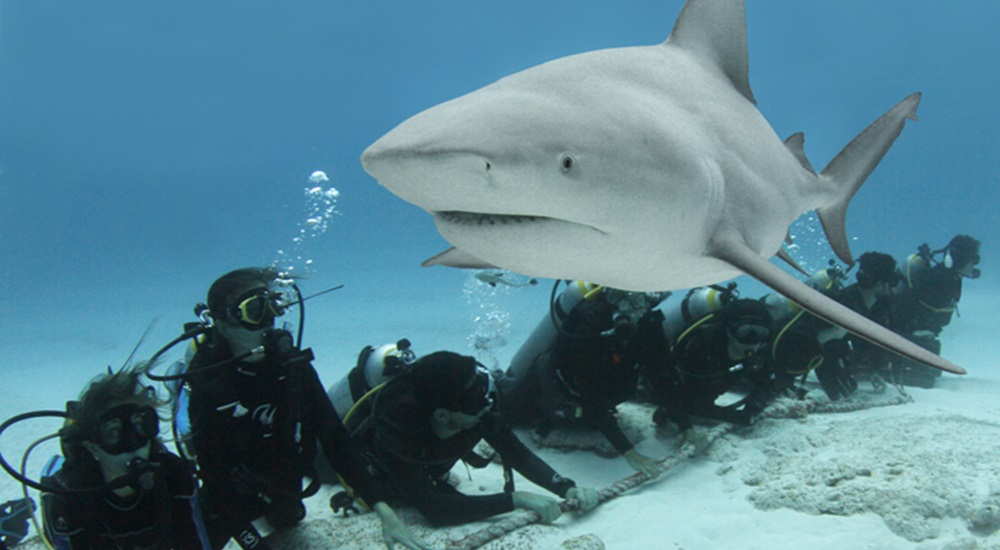 plonger avec les requins au Mexique