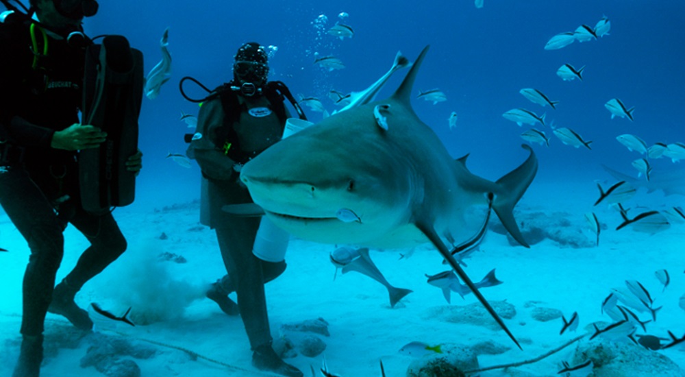 voyage plongée avec les requins du Mexique