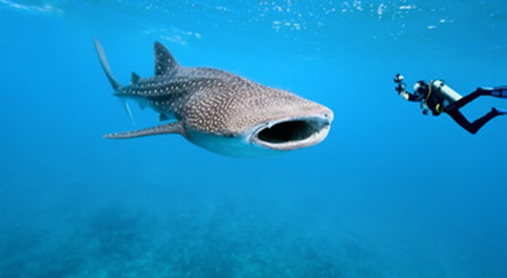 voyage au mexique pour nager avec un requin baleine