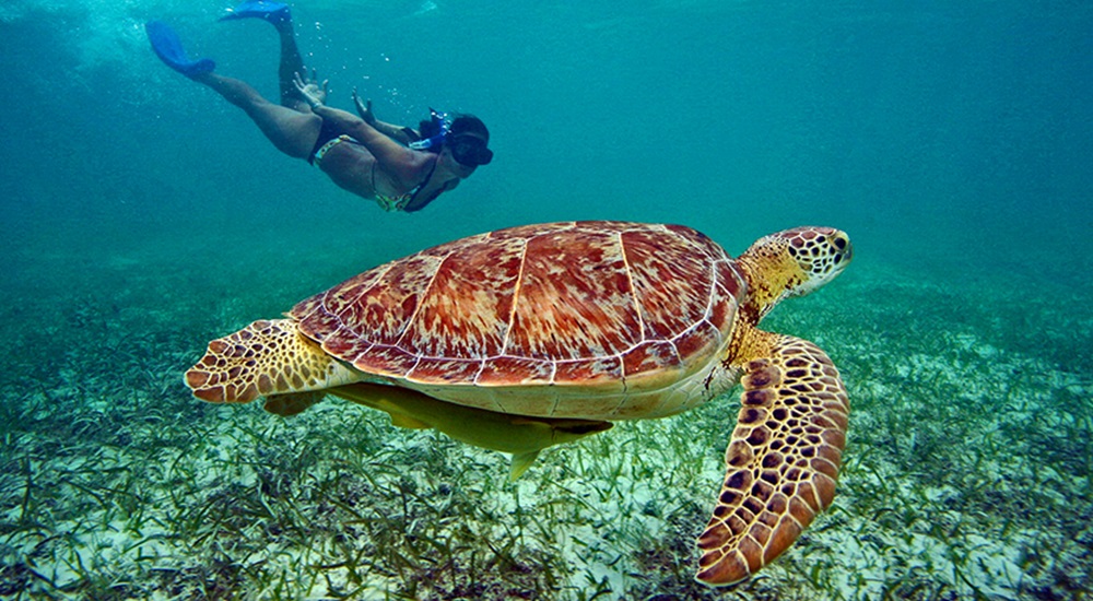 nager avec les tortues pendant son circuit au Yucatan