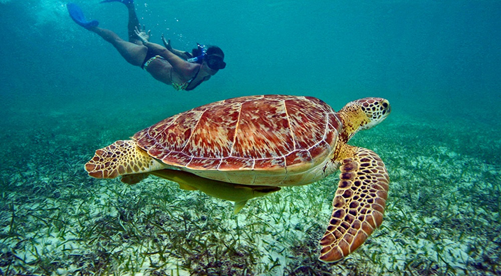 nager avec les tortues pendant son circuit au Yucatan