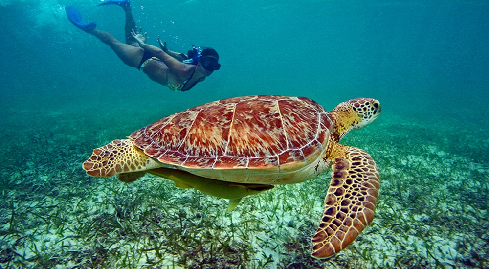 nager avec les tortues marines lors de son voyage au Mexique en famille