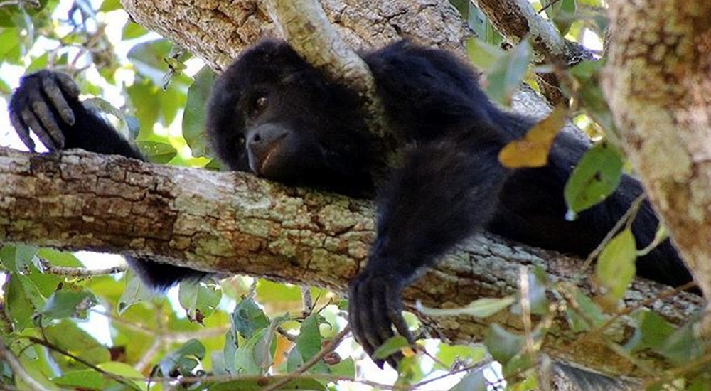 singe dans un arbre a calakmul