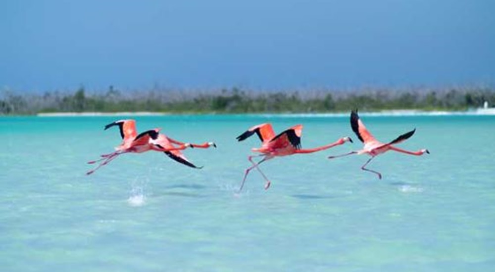 flamants roses a rio lagartos