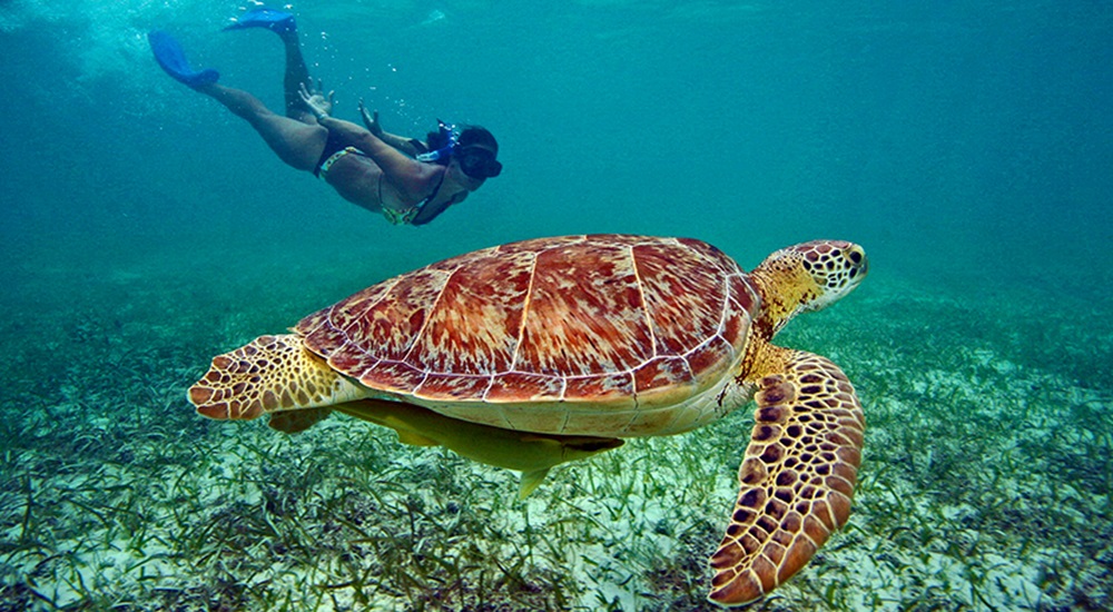 Nager avec les tortues en famille