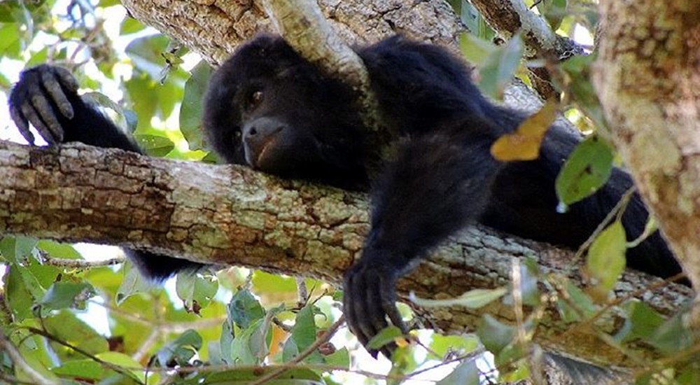 balade en jungle pour voir des singes