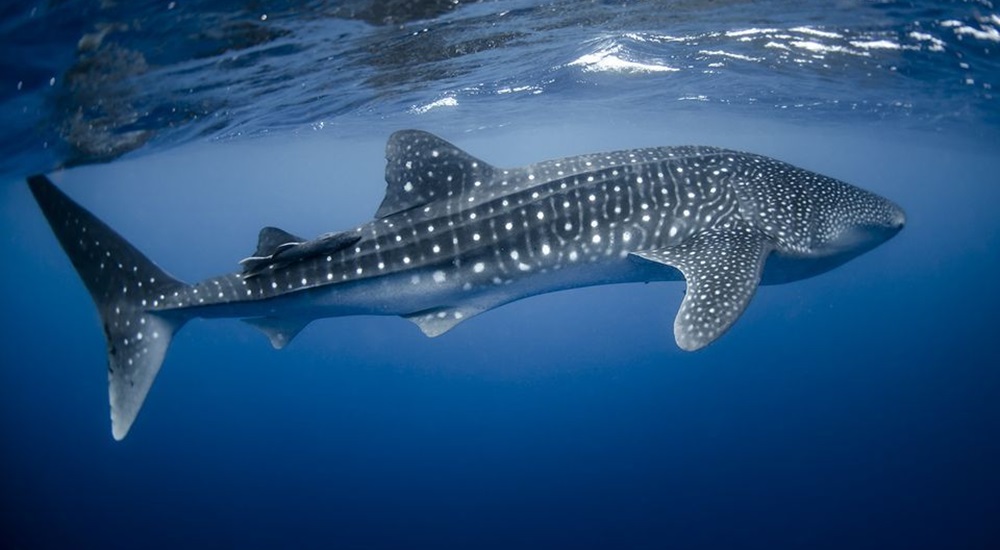 requin baleine dans la mer