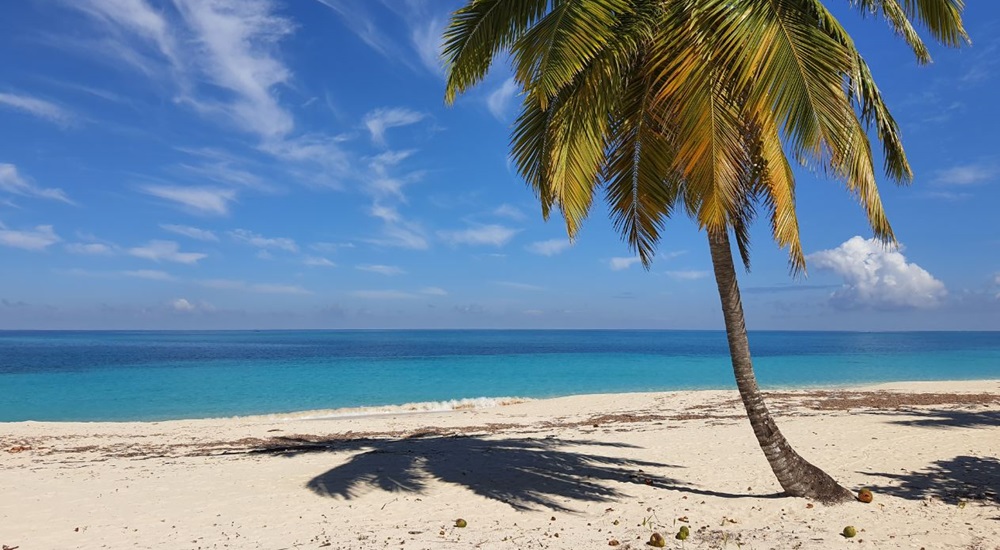 cocotier sur la plage a cuba