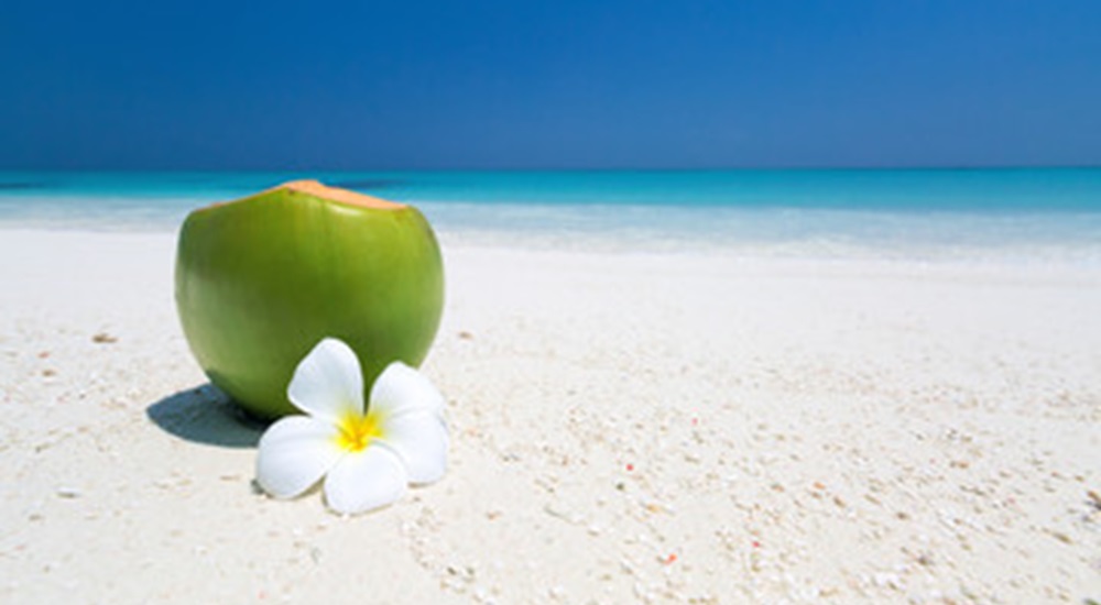 cocotier sur la plage a cuba