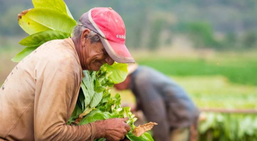 plantation de tabac a cuba