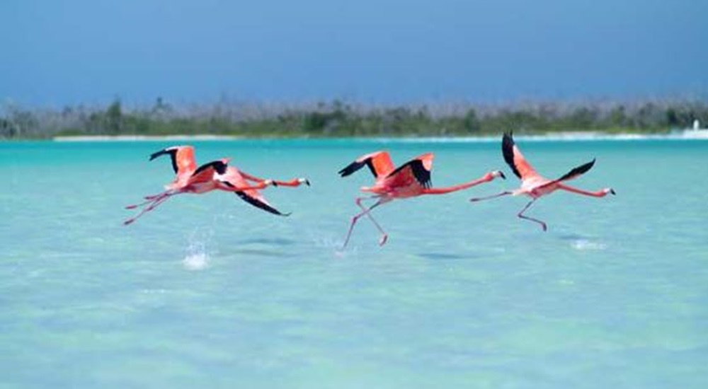 flamands rose au mexique