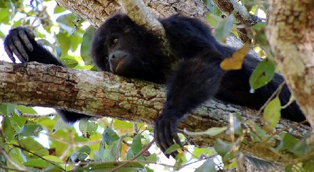 voyage au mexique pour voir des singes