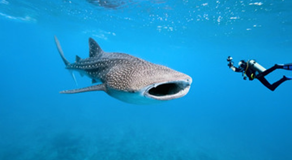 nager avec les requins baleines a Holbox