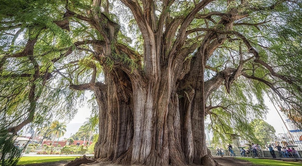 arbol de tule au Mexique